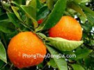 Trồng cây cam hoặc cây chanh