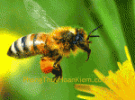 Tranh ong mật