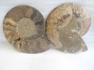 Cặp vỏ ốc hóa thạch K086-12058